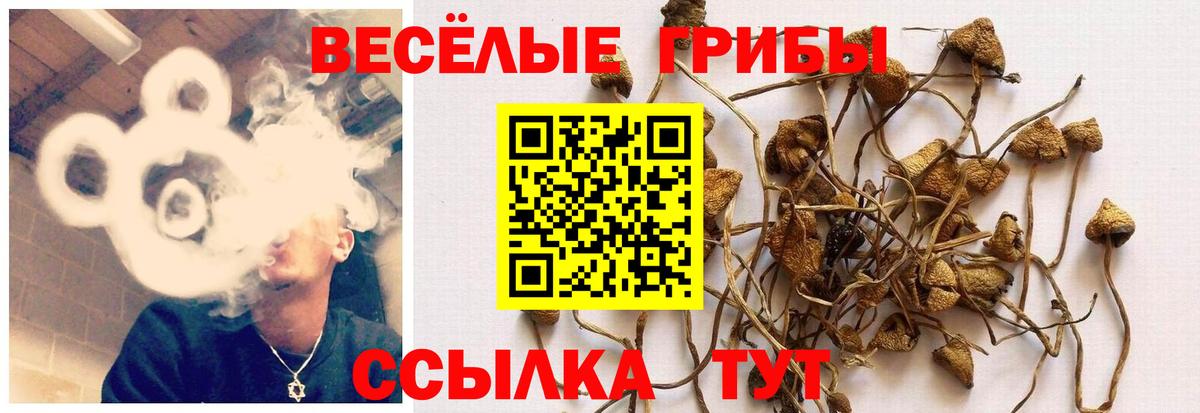 Галлюциногенные грибы мицелий Новоалтайск